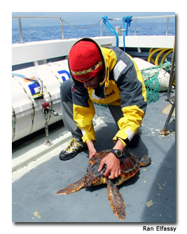 Turtles, sharks and countless fish call the Azores home.