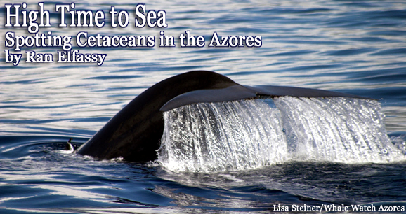 High Time to Sea: Spotting Cetaceans in the Azores
