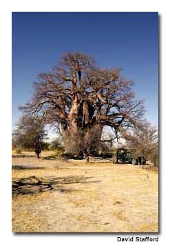 Chapman's Baobab Tree