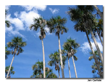 Amazon Palm Trees