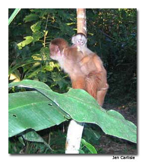 Peruvian Monkey