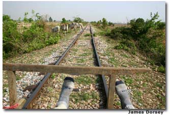 Train tracks stretch across the Cambodian landscape. Cattle often wander near the tracks. 