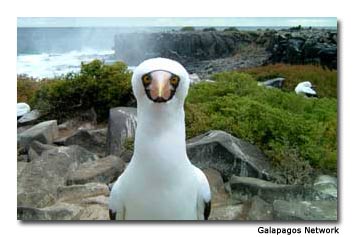 The Galapagos Islands are famous for their vast numbers of rare species and unusual birds.