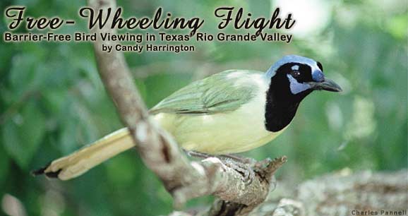 Free-Wheeling Flight: Barrier-Free Bird Viewing in Texas' Rio Grande Valley
