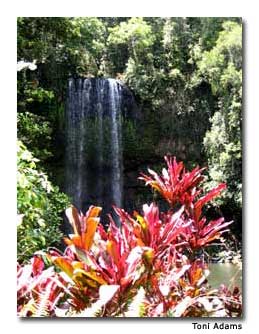 Milla Milla Falls near Cairns is a must-see.