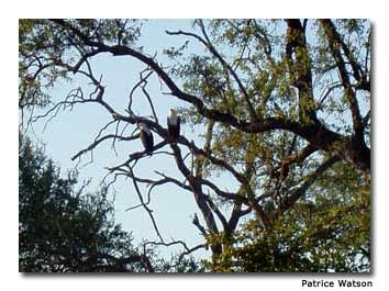 A pair of fish eagles perch in a tree by the river.