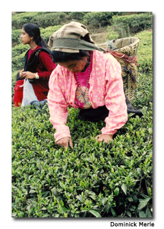 Tea pickers in Darjeeling earn nominal fees for their hard work.
