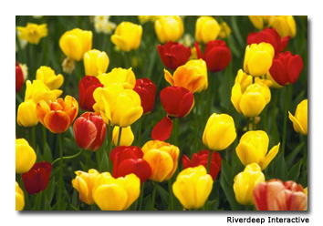 Brightly-colored tulips help depict an authentic Dutch theme in the park.