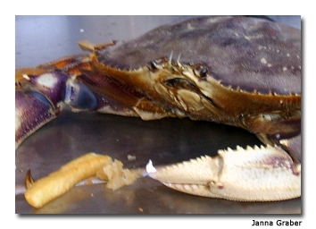 Sample a local favorite, the Dungeness crab, at Fisherman’s Wharf. 