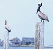 The Outer Banks