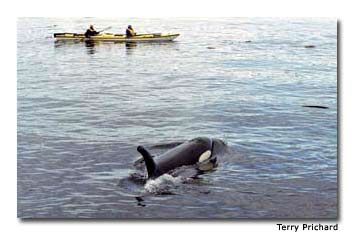 Orcas glide through the water near the Robson Bight/Michael Biggs Ecological Preserve.