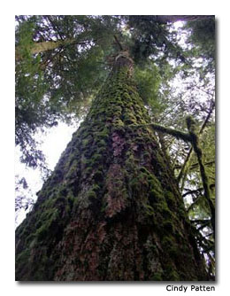 Cathedral Grove is famous for its stands of old-growth Douglas firs, some of them more than 800 years old.