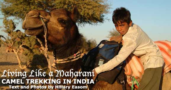 Living Like a Maharani: Camel Trekking in India; 