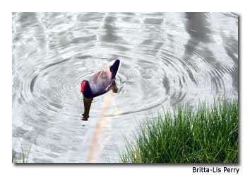 The &rsquo;alae&rsquo;ula, or Hawaiian moorhen, is on the endangered list.