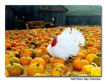Half Moon Bay Art and Pumpkin festival