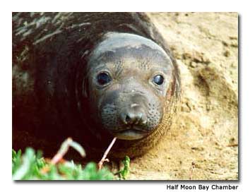 Elephant seal