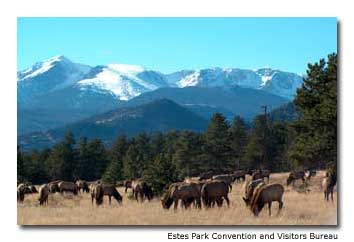 Estes Park Grazing Elk Estes Park Grazing Elk