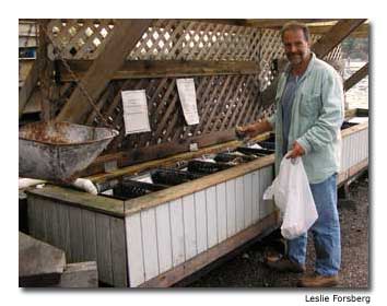 Eric selected plump, locally grown oysters at Westcott Bay Sea Farm's self-service stand.