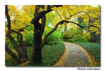 Morton Arboretum in the fall