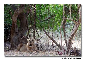 A Lioness and her Prey