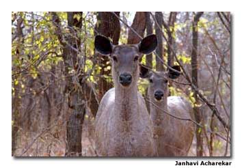 Sambar Deer 