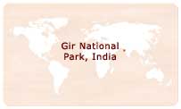 Gir National Park