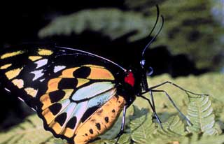 The Cairns birdwing, with a wingspan of more than 6.5 inches (16 cm), is Australia’s largest butterfly.
