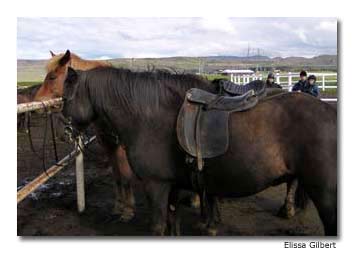 Sturdy Icelandic horses wait to be assigned their riders.