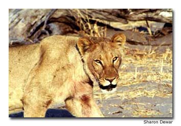 A large and intimidating-looking female lioness prowls along Botswana&rsquo;s Khwai River.