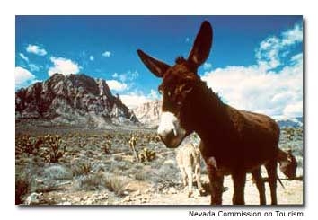 Wild burros are a common sight in northwestern Nevada, which is home to half the nation&rsquo;s wild horses and burros.