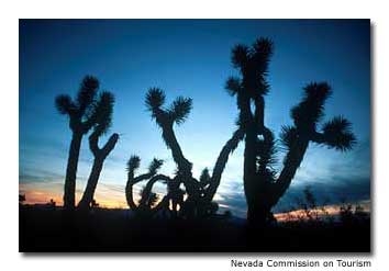 The arid landscape is cloaked with sagebrush; cactus can occasionally be found here, as well.