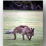 Kangaroo
