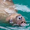 Intimate Alaskan Cruise: Small Ship, Big Land