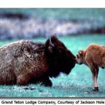 Jackson Hole