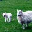 Isle of Man
