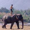 Thailand Elephant Sanctuary