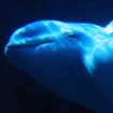 Beluga Whale, Canada