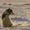 Iceland sled dog