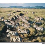 On Safari through Africa’s Serengeti