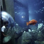 Hugging the Coast: Monterey Peninsula and Big Sur Coast