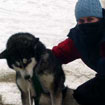 Winter Wonder: Dogsledding in Maine