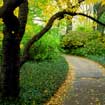 Chicago’s Morton Arboretum