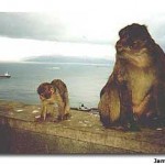 Monkeying Around in Gibraltar