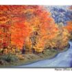 Maine Rangeley Fall Colors
