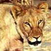 Moremi Game Reserve