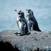 Galapagos Islands