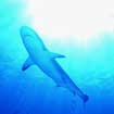Shark Diving