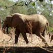 Zimbabwe Safari