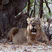 The Queen and I: A Visit to Gir Forest National Park