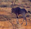 Kenya